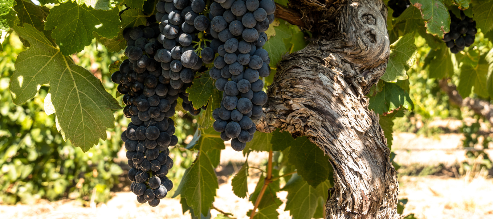 Shiraz vs Syrah? Same Grape, Different Story