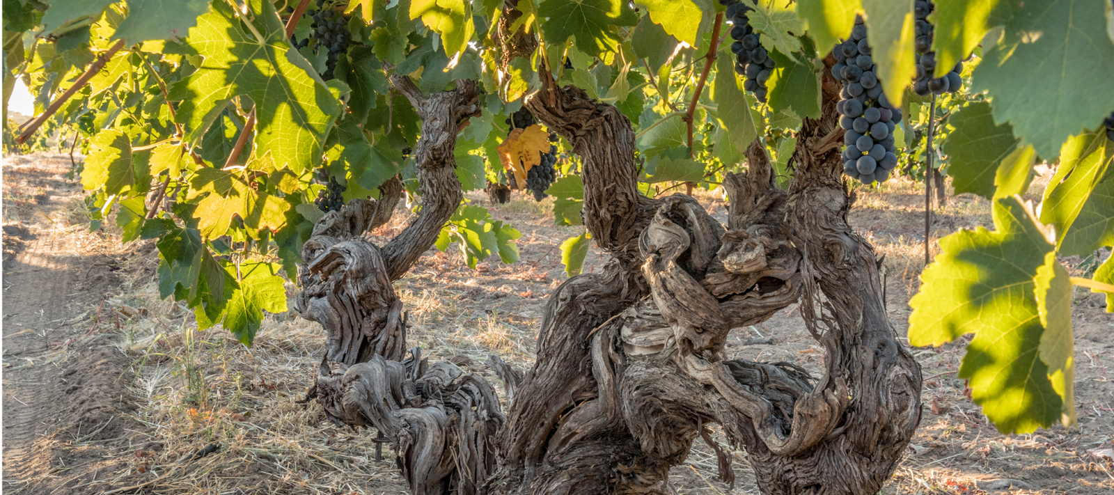 Old Vines - Why Age Matters in the Glass