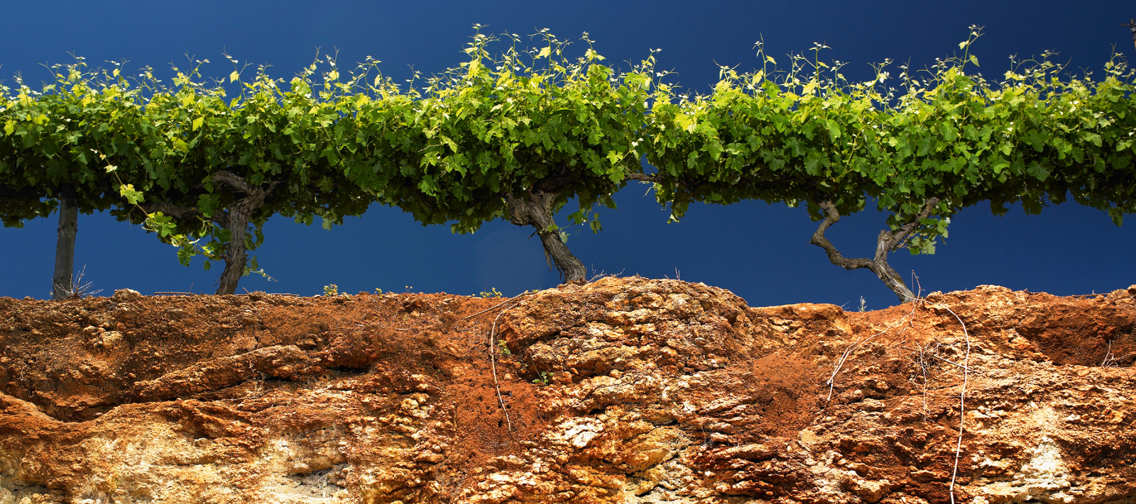 Coonawarra Region