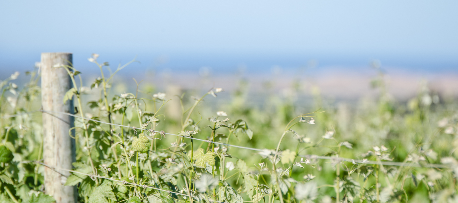 McLaren Vale - Where the Hills Meet the Sea