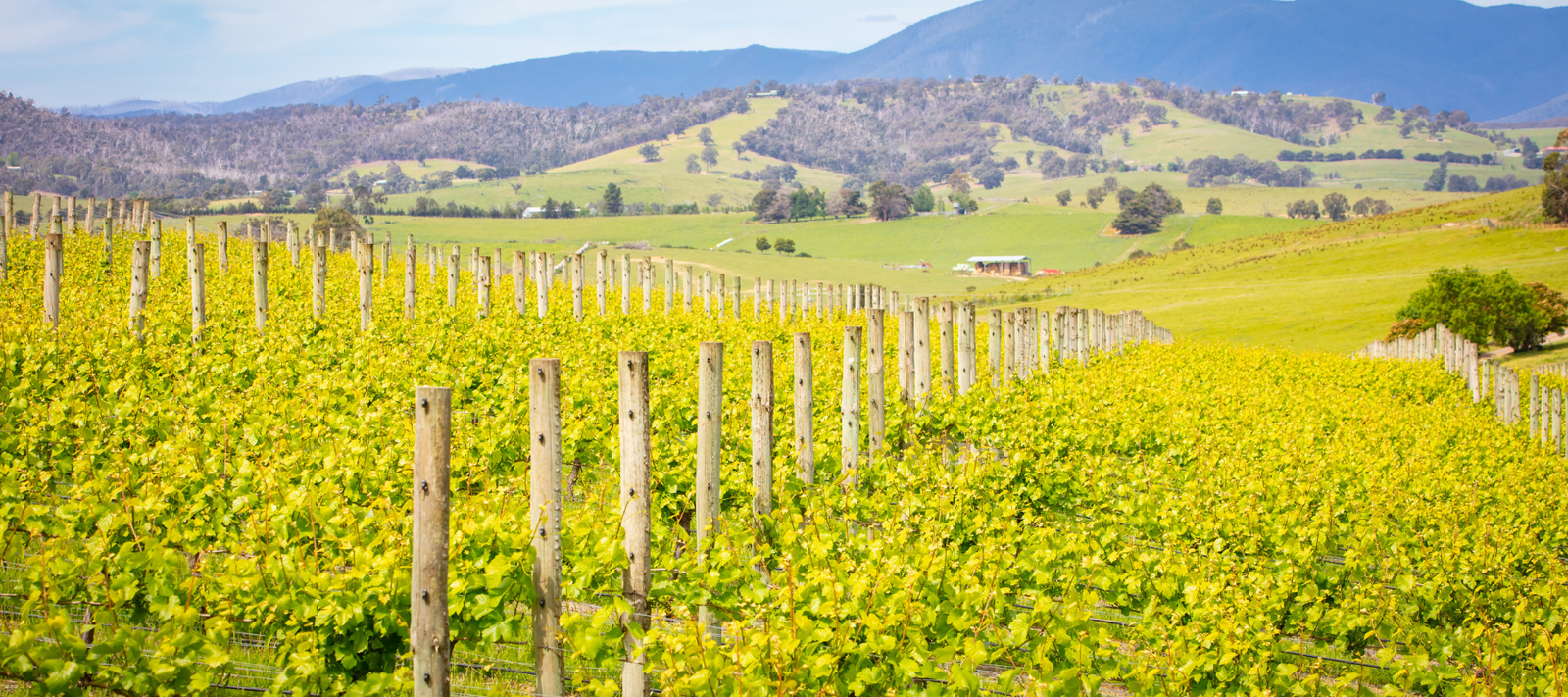 Yarra Valley - The Region