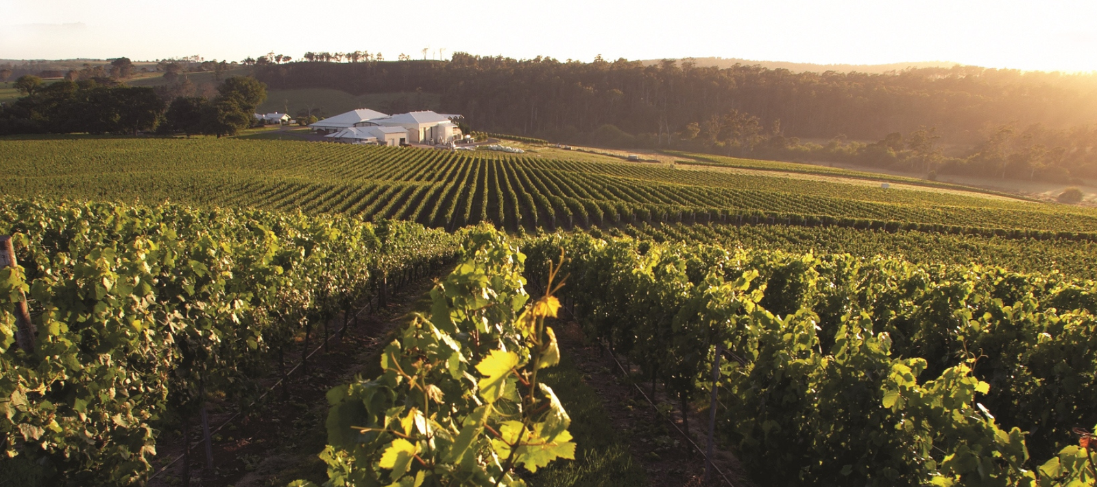 Tasmania - Our Wineries