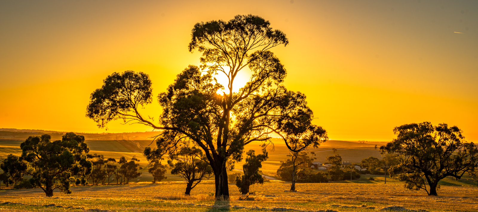 The Barossa region