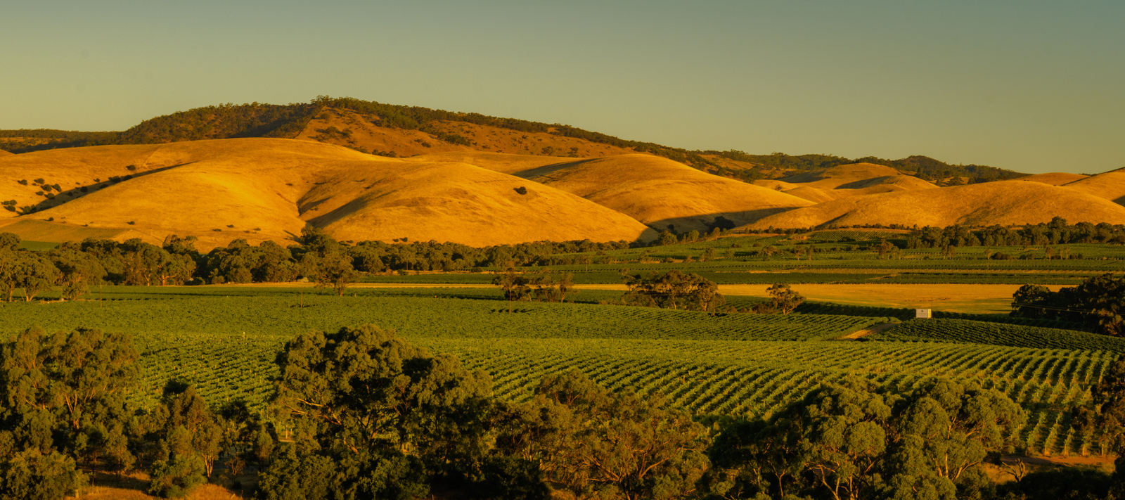 Barossa Valley - varietals worth knowing