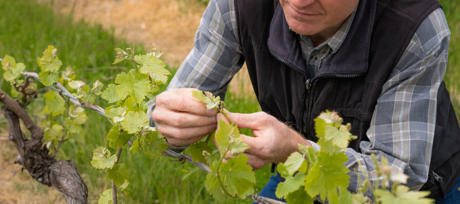 Red wine decoded - guide to the grapes